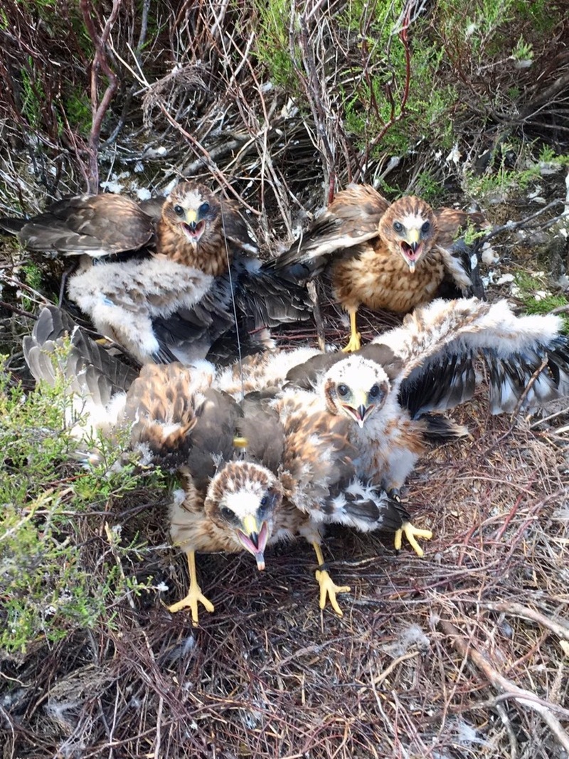 Other image for Big setback for hen harrier population